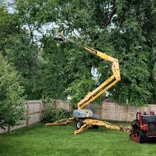 Best Tree Fertilization  in Carrollton, KY