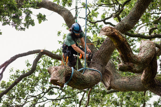 Tree and Shrub Care in Carrollton, KY