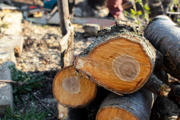 Best Firewood Processing and Delivery  in Carrollton, KY