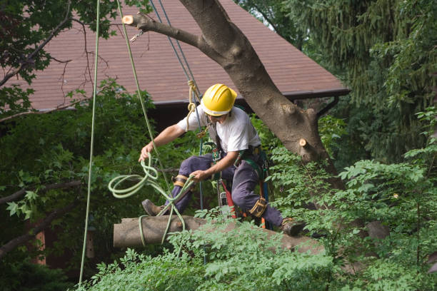 Best Hedge Trimming  in Carrollton, KY